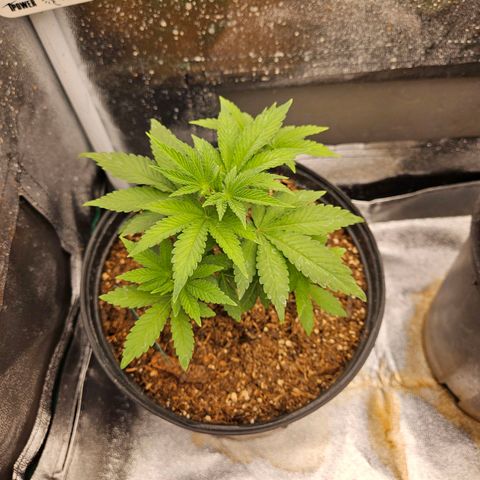 Red Velvet runtz  growlog photo: Bushy Lil boogers