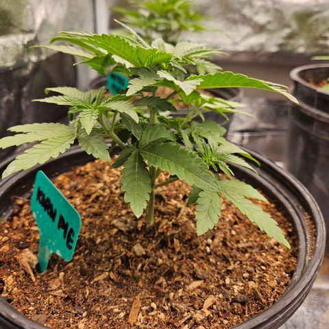 Red Velvet runtz  growlog photo: Bushy Lil boogers