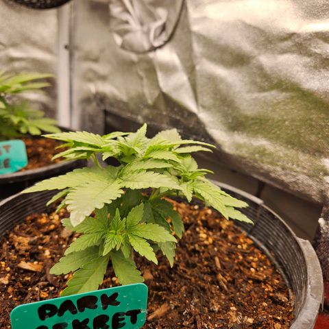 Red Velvet runtz  growlog photo: Bushy Lil boogers