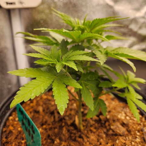 Red Velvet runtz  growlog photo: Bushy Lil boogers