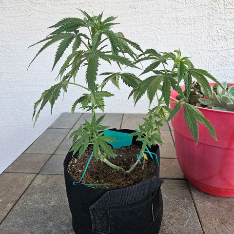 GREAT UNKNOWN  growlog photo: Before transplant 