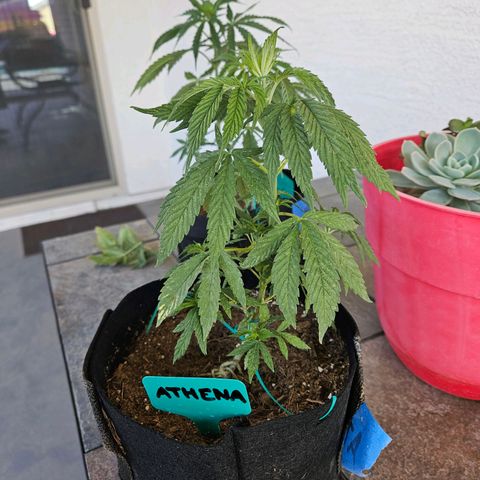 GREAT UNKNOWN  growlog photo: Before transplant 