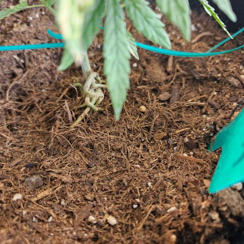 GREAT UNKNOWN  growlog photo: Before transplant 