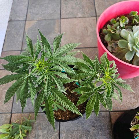 GREAT UNKNOWN  growlog photo: Before transplant 