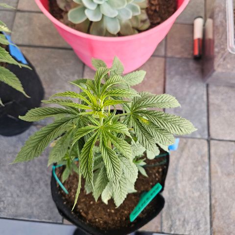 GREAT UNKNOWN  growlog photo: Before transplant 