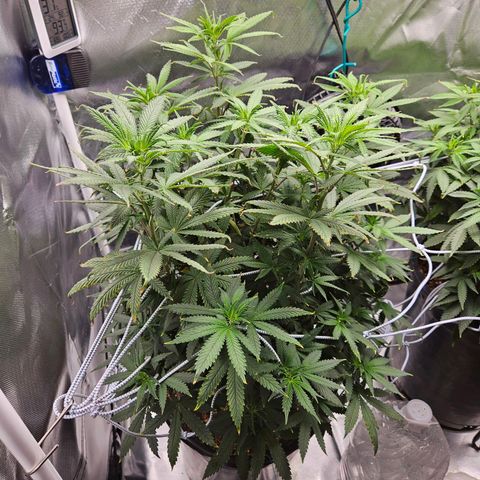 Shango church growlog timeline photo