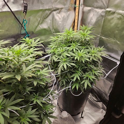 Shango church growlog timeline photo