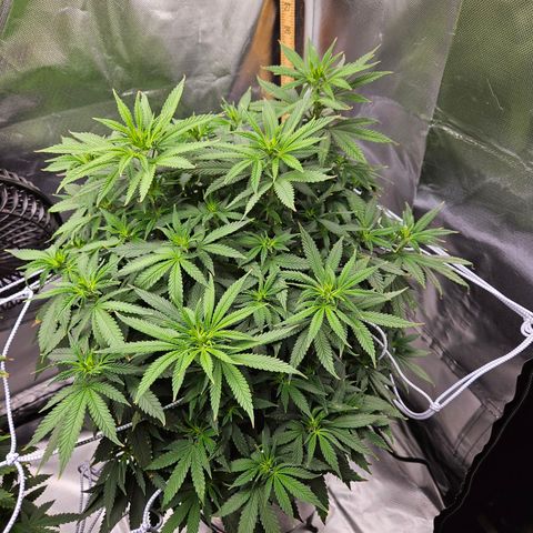 Shango church growlog timeline photo