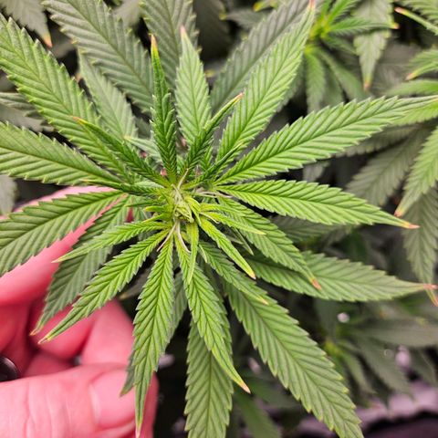 Shango church growlog timeline photo