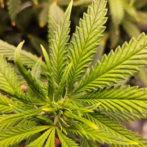 Shango church growlog timeline photo
