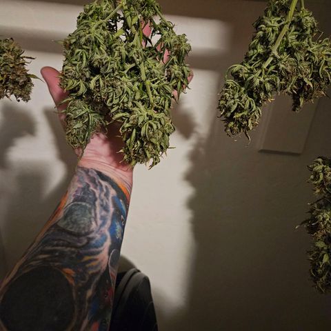 Chocolate mints og auto growlog timeline photo