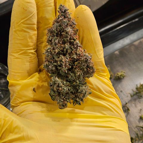 Chocolate mints og auto growlog timeline photo