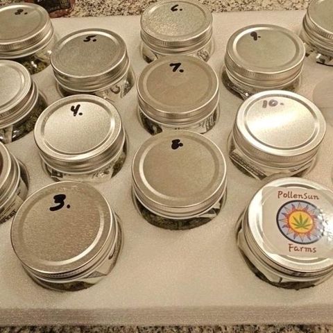 Chocolate mints og auto growlog photo: 13 jars