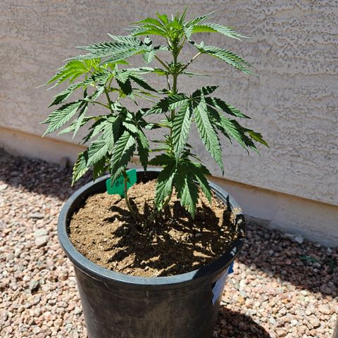 GREAT UNKNOWN  growlog photo: Wow man they responded great to the transplant 
