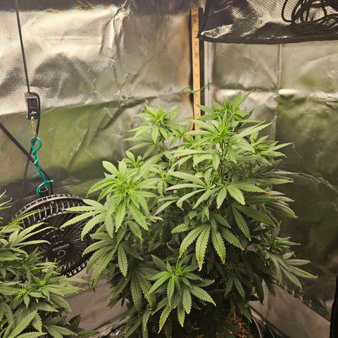 Shango church growlog timeline photo