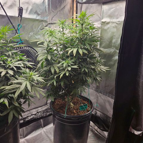Shango church growlog timeline photo