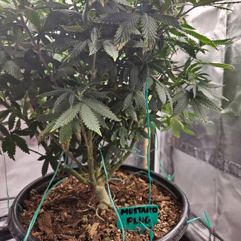 Shango church growlog timeline photo