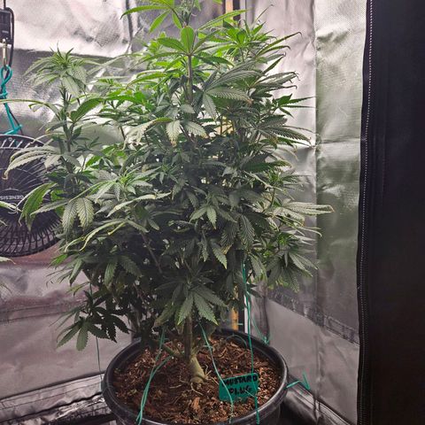 Shango church growlog timeline photo