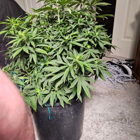Shango church growlog timeline photo