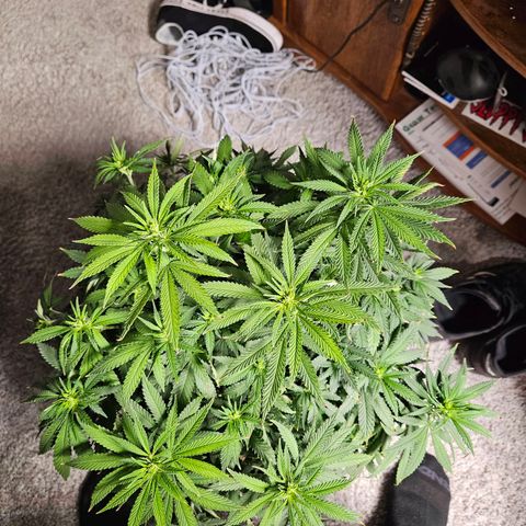 Shango church growlog timeline photo