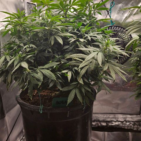 Shango church growlog timeline photo