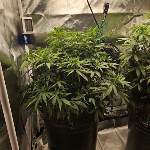 Shango church growlog timeline photo