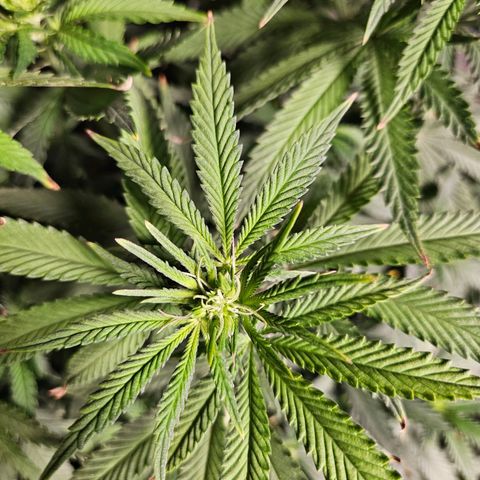 Shango church growlog timeline photo