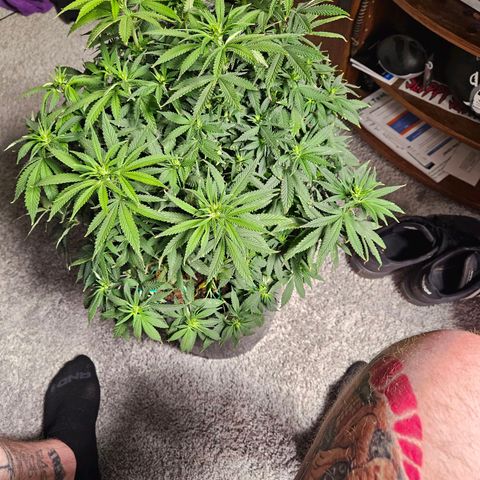 Shango church growlog timeline photo