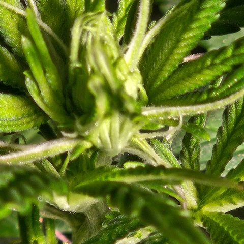 Shango church growlog timeline photo