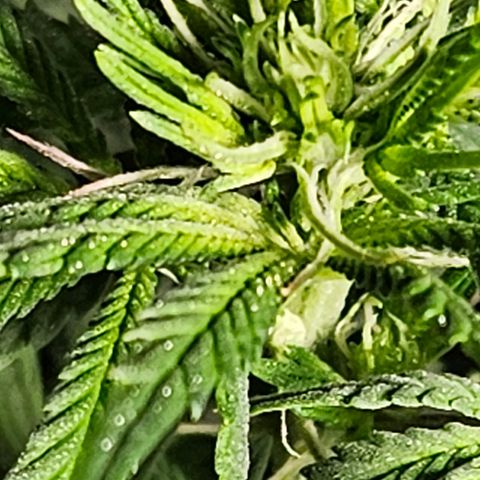 Shango church growlog timeline photo