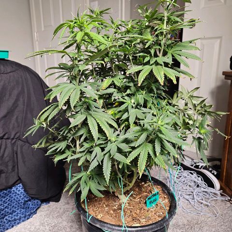Shango church growlog timeline photo