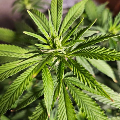 Shango church growlog timeline photo