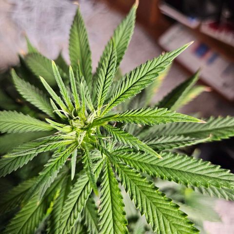 Shango church growlog timeline photo