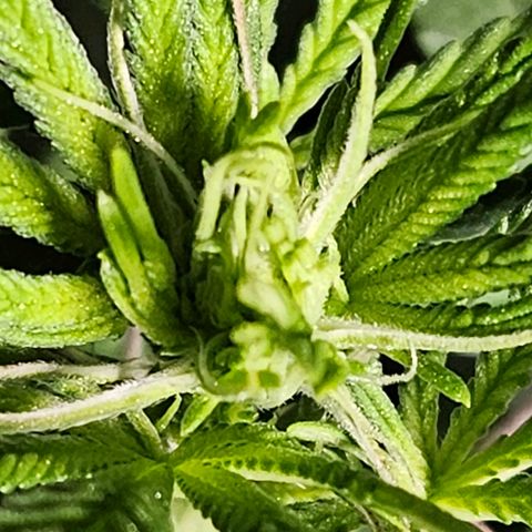 Shango church growlog timeline photo
