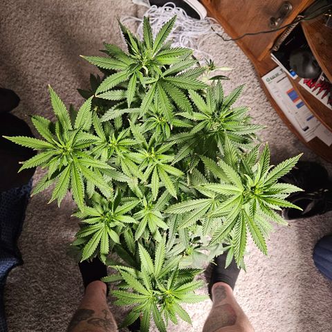 Shango church growlog timeline photo