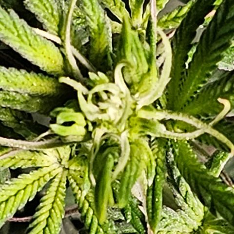 Shango church growlog timeline photo