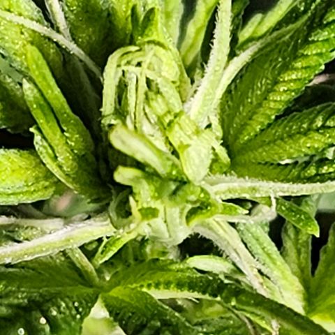 Shango church growlog timeline photo