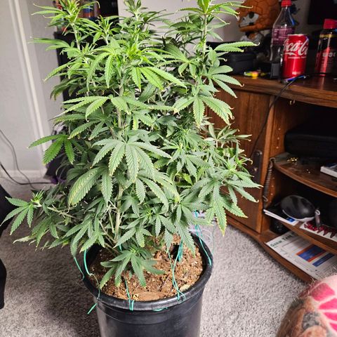 Shango church growlog timeline photo