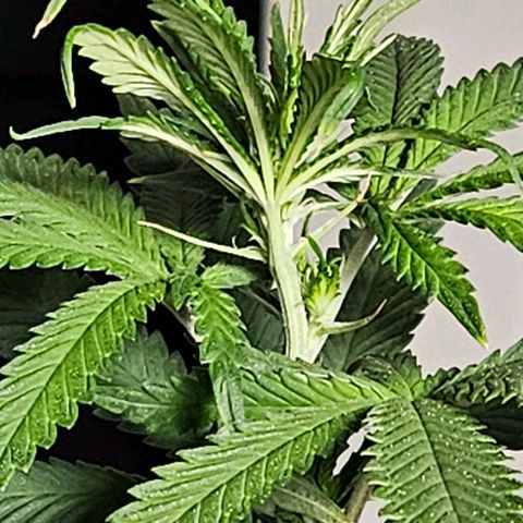 Shango church growlog timeline photo