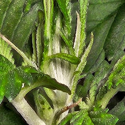 Shango church growlog timeline photo