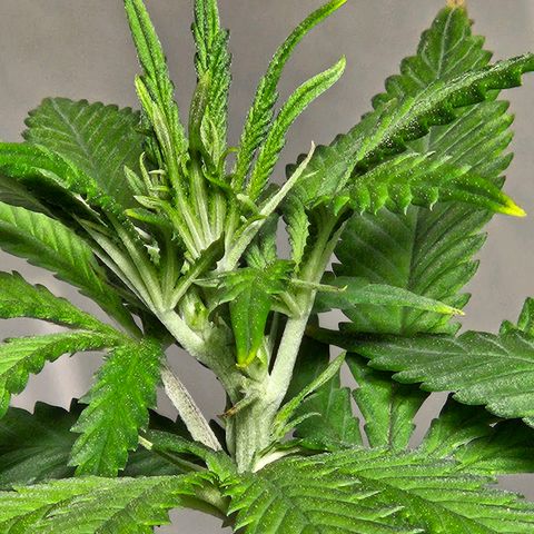 Shango church growlog timeline photo