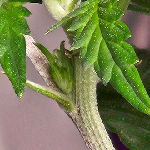 Shango church growlog timeline photo