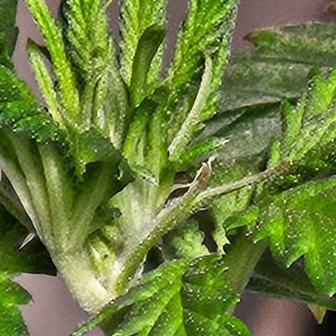 Shango church growlog timeline photo