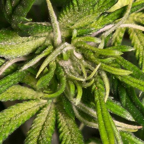 Shango church growlog timeline photo