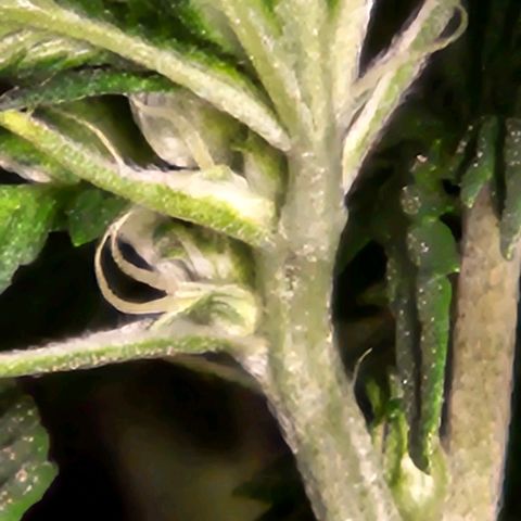 Shango church growlog timeline photo