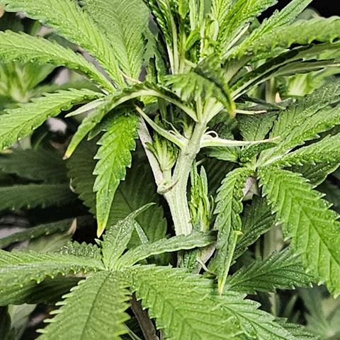Shango church growlog timeline photo
