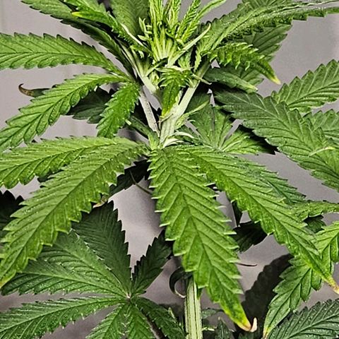 Shango church growlog timeline photo