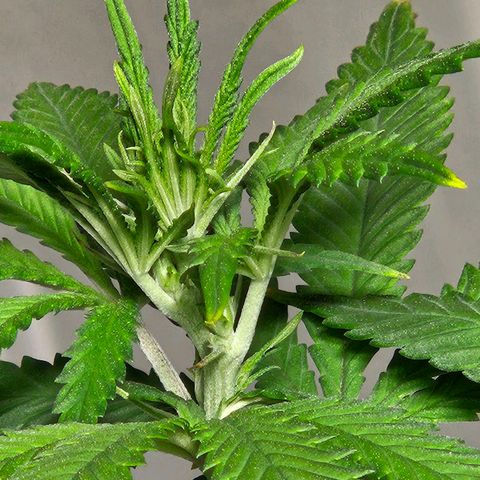 Shango church growlog timeline photo