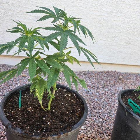 GREAT UNKNOWN  growlog photo: Turns out two of them are autos hmmm who knew