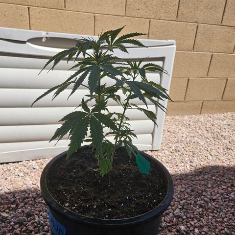 GREAT UNKNOWN  growlog photo: Turns out two of them are autos hmmm who knew